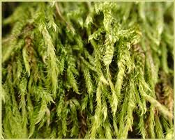 Attēlu rezultāti vaicājumam “Anomodon longifolius”