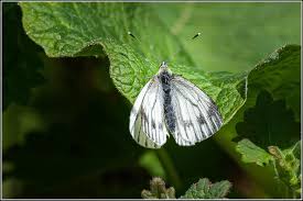 Attēlu rezultāti vaicājumam “Pieris napi female”