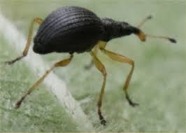 Attēlu rezultāti vaicājumam “Protapion sp.”