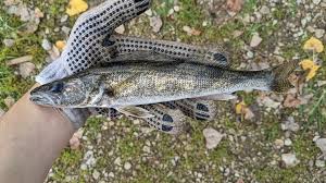 Image result for Sander canadensis/vitreus