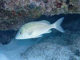 Image result for Haemulon plumierii