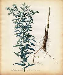Attēlu rezultāti vaicājumam “Lithospermum officinale”