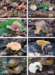 Attēlu rezultāti vaicājumam “Polyporus”