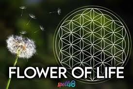 Image result for life flower