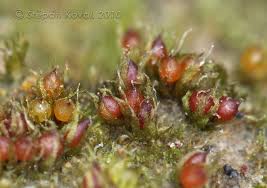 Attēlu rezultāti vaicājumam “Eurhynchiastrum pulchellum macro”