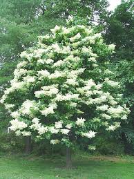 Attēlu rezultāti vaicājumam “Syringa reticulata subsp. amurensis”