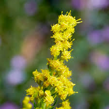 Attēlu rezultāti vaicājumam “Solidago canadensis fruit”