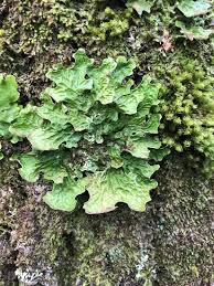 Attēlu rezultāti vaicājumam “Lobaria amplissima”