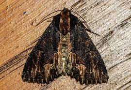 Attēlu rezultāti vaicājumam “Dypterygia scabriuscula”