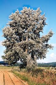 Attēlu rezultāti vaicājumam “Populus alba”