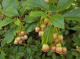 Attēlu rezultāti vaicājumam “Enkianthus chinensis”