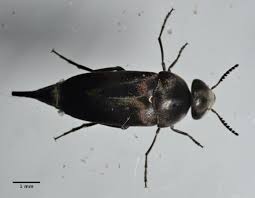 Attēlu rezultāti vaicājumam “Mordellidae”