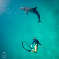 Image result for Durley Dolphin Diver