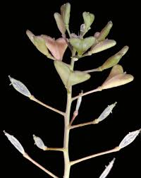 Attēlu rezultāti vaicājumam “Capsella bursa-pastoris bud”