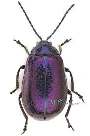 Attēlu rezultāti vaicājumam “Agelastica alni”