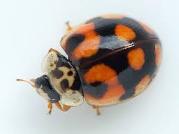 Attēlu rezultāti vaicājumam “Adalia decempunctata”