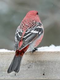 Attēlu rezultāti vaicājumam “Pinicola enucleator”