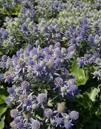 Attēlu rezultāti vaicājumam “Eryngium planum fruit”
