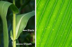 Attēlu rezultāti vaicājumam “Zea mays leaf”