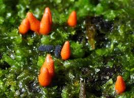 Attēlu rezultāti vaicājumam “Lycogala conicum”