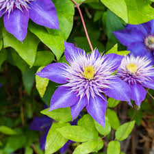 Image result for clematis multi blue