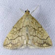 Attēlu rezultāti vaicājumam “Evergestis pallidata”