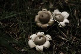 Attēlu rezultāti vaicājumam “Geastrum quadrifidum”