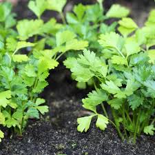 Image result for Petersilie