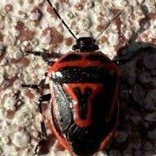 Attēlu rezultāti vaicājumam “Pinthaeus sanguinipes imago”