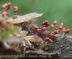 Attēlu rezultāti vaicājumam “Arcyria minuta macro”