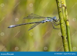 Attēlu rezultāti vaicājumam “Lestes dryas male”