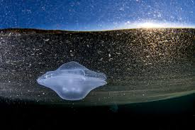 Attēlu rezultāti vaicājumam “Aurelia aurita”