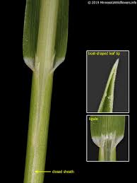 Attēlu rezultāti vaicājumam “Poa remota leaf”