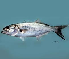 Image result for Pomatomus saltatrix