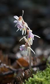 Attēlu rezultāti vaicājumam “Epipogium aphyllum”