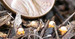 Attēlu rezultāti vaicājumam “Sphaerobolus stellatus”