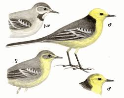 Attēlu rezultāti vaicājumam “Motacilla citreola”