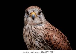 Attēlu rezultāti vaicājumam “Falco tinnunculus”