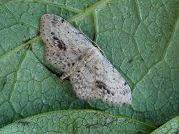 Attēlu rezultāti vaicājumam “Idaea dimidiata”