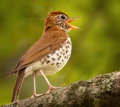 Image result for Hylocichla mustelina