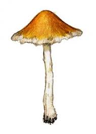 Attēlu rezultāti vaicājumam “Clavulinopsis cinerioides”