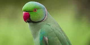 Image result for Psittacula krameri