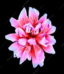 Attēlu rezultāti vaicājumam “Trifolium dubium flower”