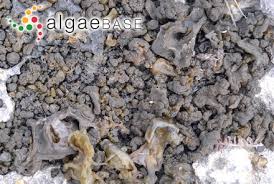 Attēlu rezultāti vaicājumam “Nostoc pruniforme macro”