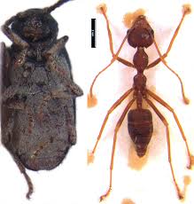 Attēlu rezultāti vaicājumam “Ptinus sp. male”