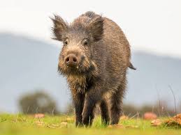 Attēlu rezultāti vaicājumam “Sus scrofa”