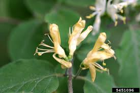 Attēlu rezultāti vaicājumam “Lonicera xylosteum flower”