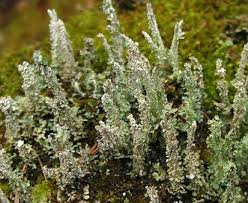 Attēlu rezultāti vaicājumam “Cladonia squamosa”