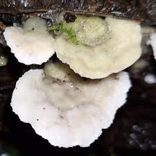 Attēlu rezultāti vaicājumam “Gloeoporus dichrous”