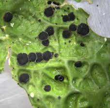 Attēlu rezultāti vaicājumam “Plectocarpon lichenum”